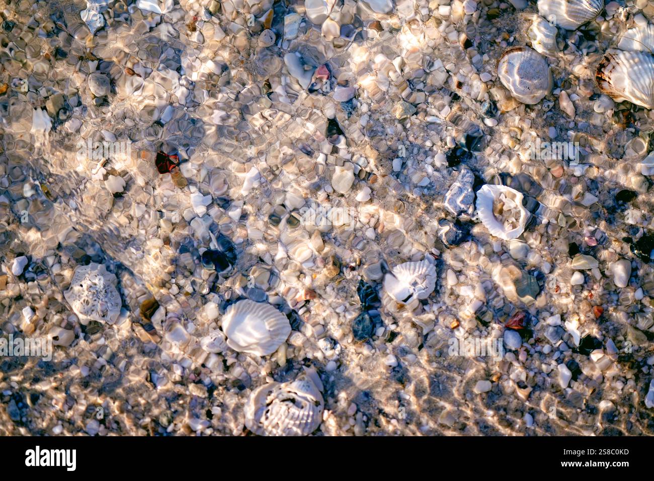 coquillages sur le sable sous la plage de l'eau, fond d'écran abstrait motif de texture, macro close gros plan détail, vacances tropicales sablonneuses vacances d'été Banque D'Images