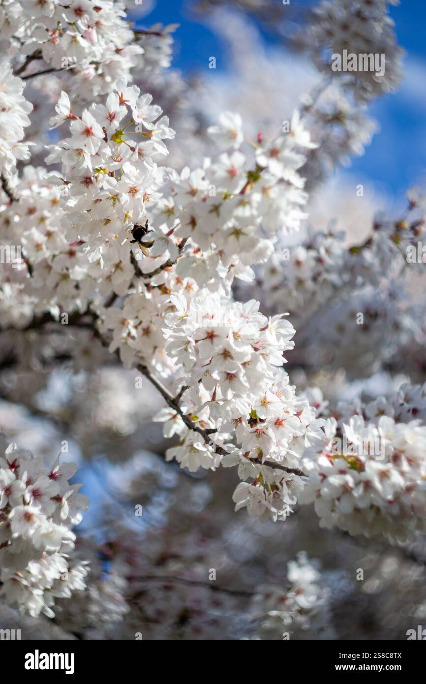 Vue d'un bourdon assis sur une branche de sakura florissante. Banque D'Images