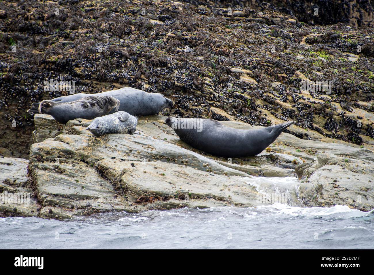 Une colonie de phoques gris de l'Atlantique se prélassant sur les rochers de l'île Seal, au large de la côte des Cornouailles, près de St Ives Banque D'Images