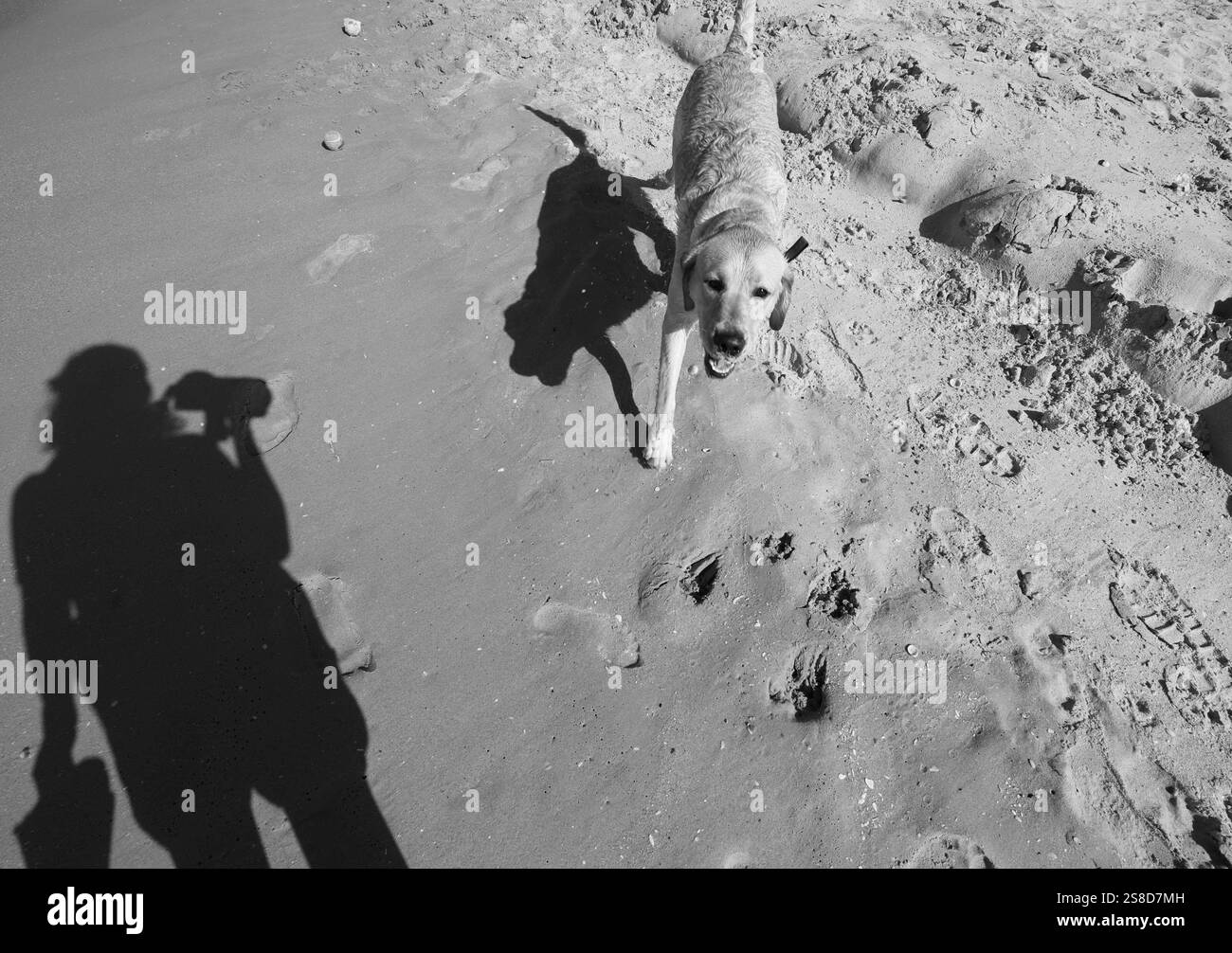 Les chiens jouent à la plage de tel Aviv, Israël, le 23 octobre 2024. Photo de Raquel G. Frohlich. Banque D'Images