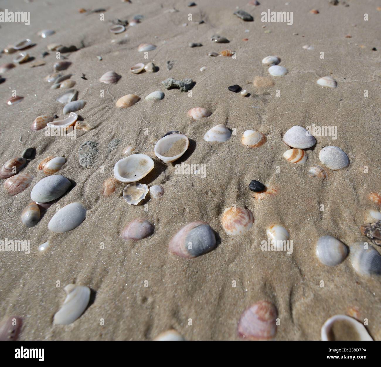 Coquillages dans le sable sur une plage à tel Aviv, Israël, le 23 octobre 2024. Photo de Raquel G. Frohlich. Banque D'Images