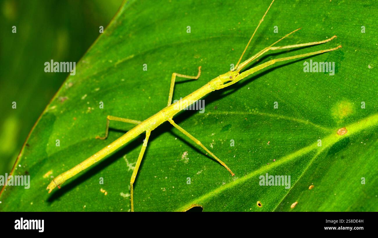 Insecte malade, bâtonnets d'insectes, Phasmida, forêt tropicale humide, bassin de la rivière Napo, Amazonie, Équateur, Amérique Banque D'Images