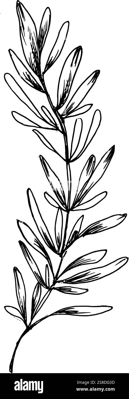 Clipart d'encre de légumes frais, silhouette d'aubergine dessinée à la main. Illustration de nourriture végétarienne, ingrédient de salade pour l'emballage de produit, épicerie, étiquette d Illustration de Vecteur