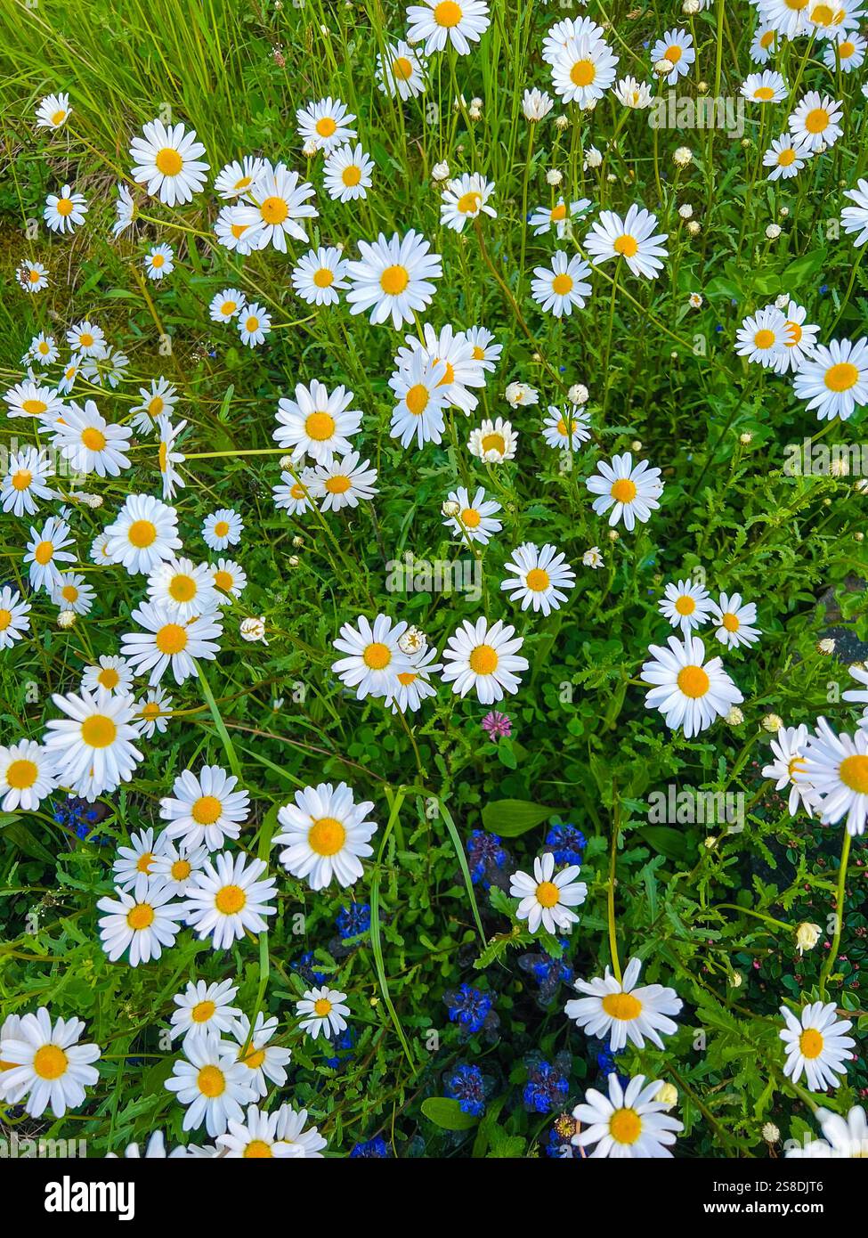 Les pétales de Marguerite symbolisent les fleurs d'innocence dans le jardin - Image de stock capturée avec un smartphone