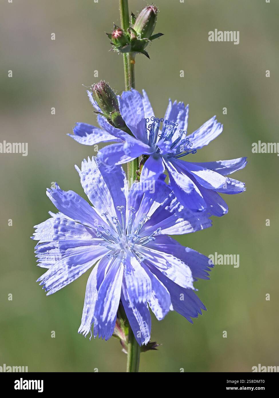 Chicorée, Cichorium intybus, également connu sous le nom de Marguerite bleue, marins bleus, herbe bleue, couchette, café-weed, bleuet, hendibeh, herbe à cheval, marins déchiquetés, succ Banque D'Images Chicorée, Cichorium intybus, également connu sous le nom de Marguerite bleue, marins bleus, herbe bleue, couchette, café-weed, bleuet, hendibeh, herbe à cheval, marins déchiquetés, succ Banque D'Images