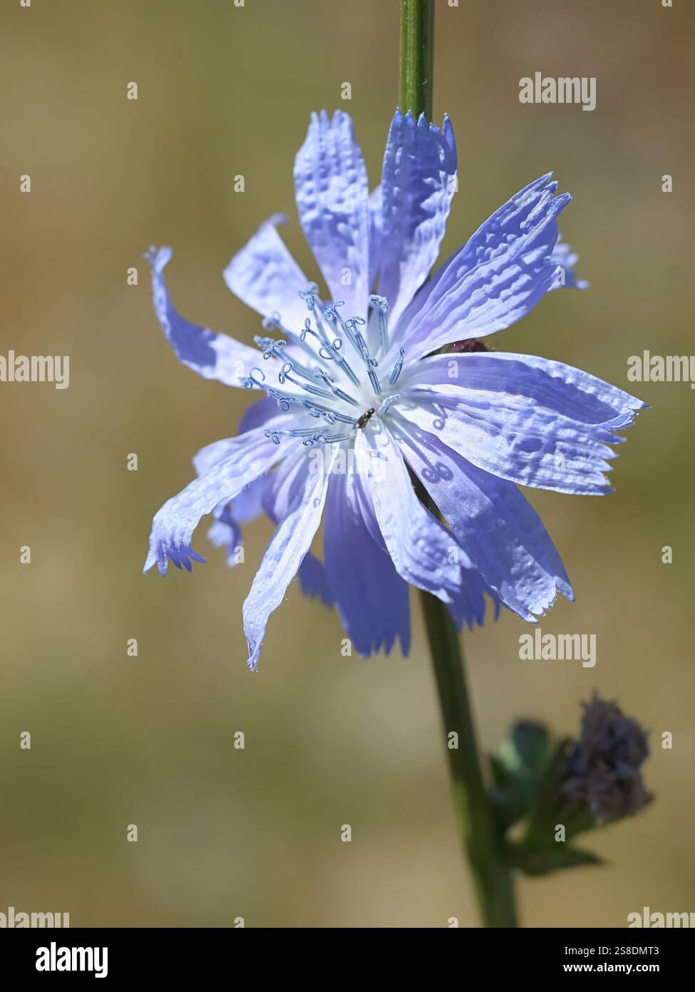 Chicorée, Cichorium intybus, également connu sous le nom de Marguerite bleue, marins bleus, herbe bleue, couchette, café-weed, bleuet, hendibeh, herbe à cheval, marins déchiquetés, succ Banque D'Images Chicorée, Cichorium intybus, également connu sous le nom de Marguerite bleue, marins bleus, herbe bleue, couchette, café-weed, bleuet, hendibeh, herbe à cheval, marins déchiquetés, succ Banque D'Images
