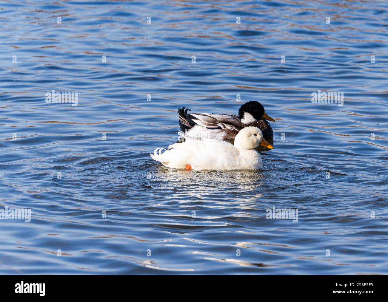 Deux canards, un blanc et un foncé, flottent calmement sur la surface ondulante du lac Lisi. L'atmosphère hivernale ajoute de la sérénité au cadre naturel proche Banque D'Images