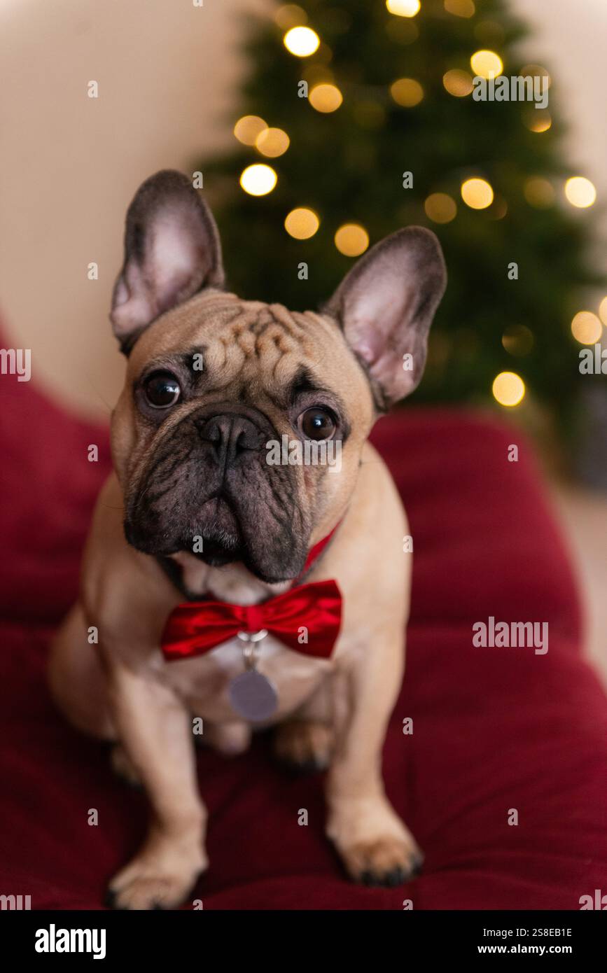 Bouledogue bordeaux Banque de photographies et d’images à haute ...