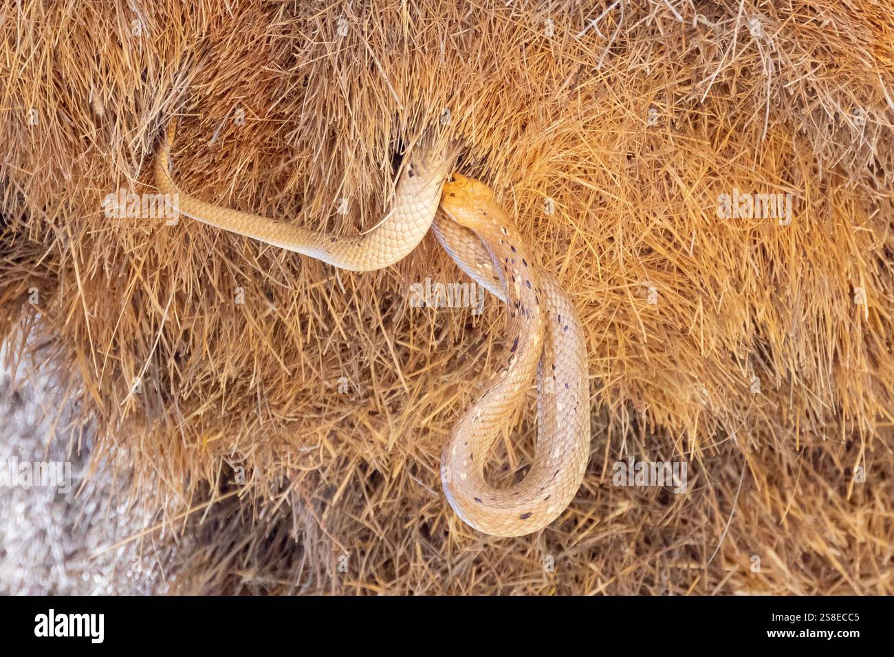 Cape Cobra (Naja nivea) datant d'avant un grand nid de tisserands sociable communal, Kgalagadi Transfrontier Park, Kalahari, Afrique du Sud Banque D'Images