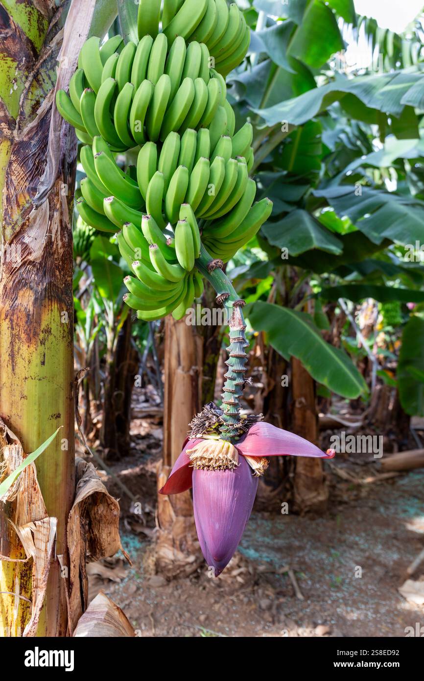 Plantation de bananes vertes à fleurs violettes sur l'île portugaise de Madère Banque D'Images