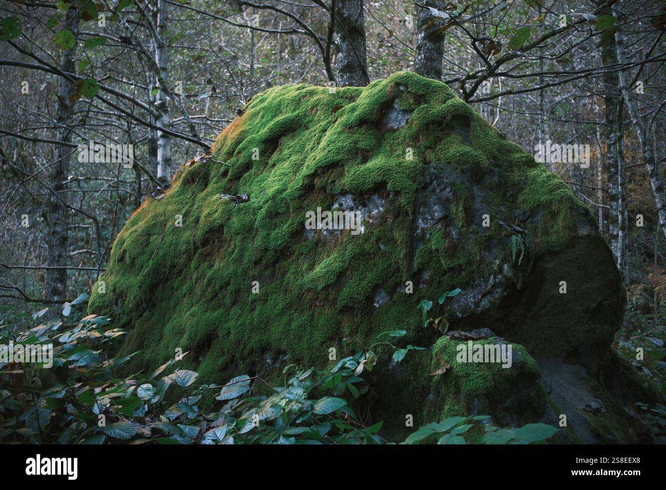 Un grand rocher de pierre naturelle couvert de mousse au milieu d'une forêt brumeuse Banque D'Images