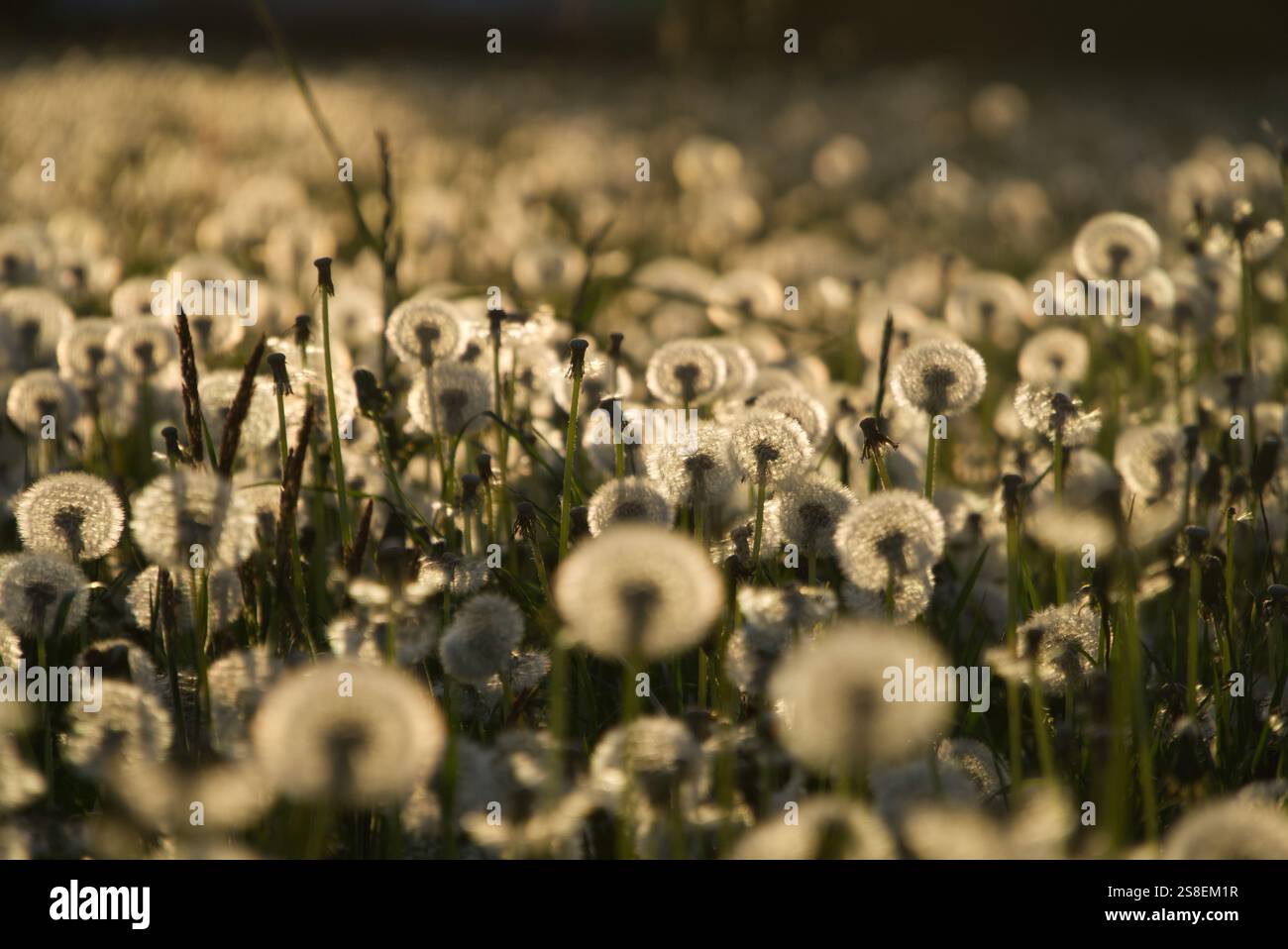 Prairie pleine de pissenlits brillants dans le contre-jour du soir Banque D'Images