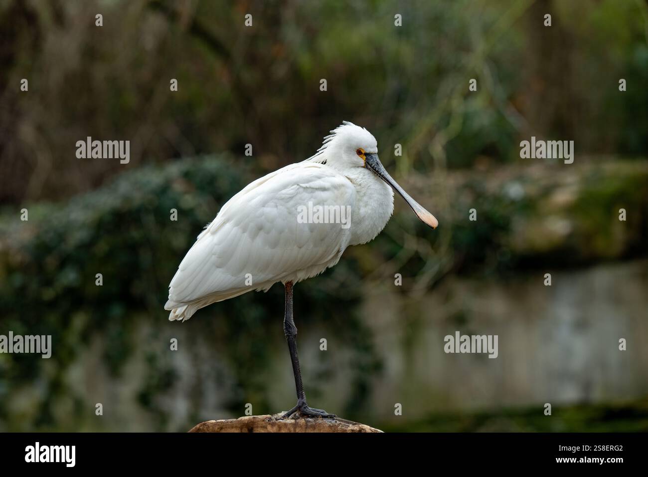 Spatule blanche Spatule blanche ou conjoint (Platalea leucorodia) Banque D'Images