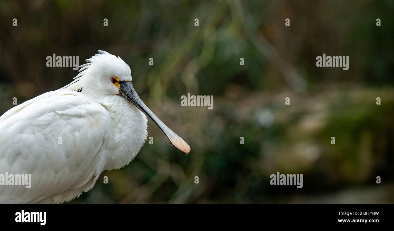 Spatule blanche Spatule blanche ou conjoint (Platalea leucorodia) Banque D'Images