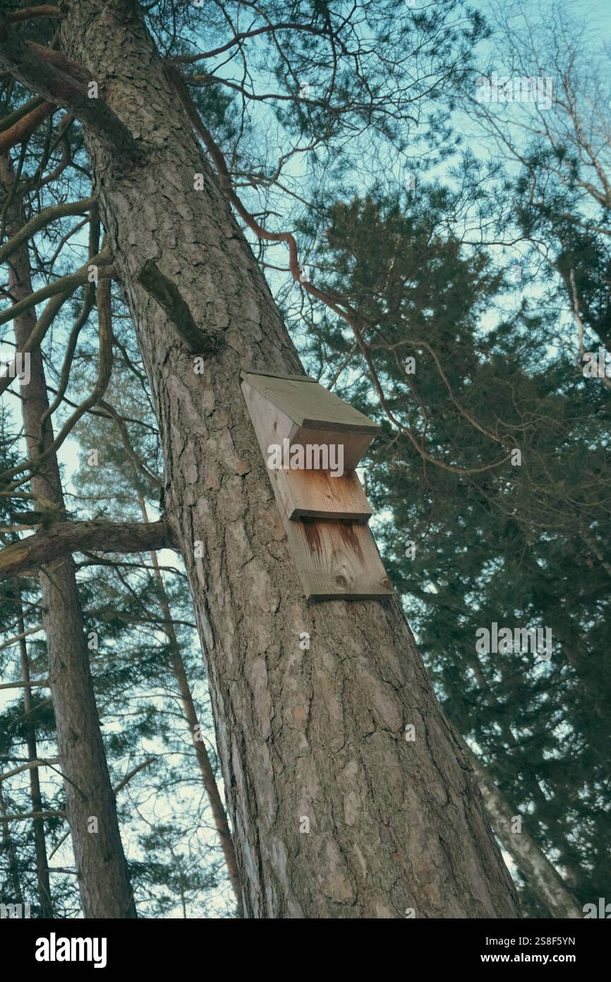 Nid de chauves souris Banque de photographies et d’images à haute — free download
