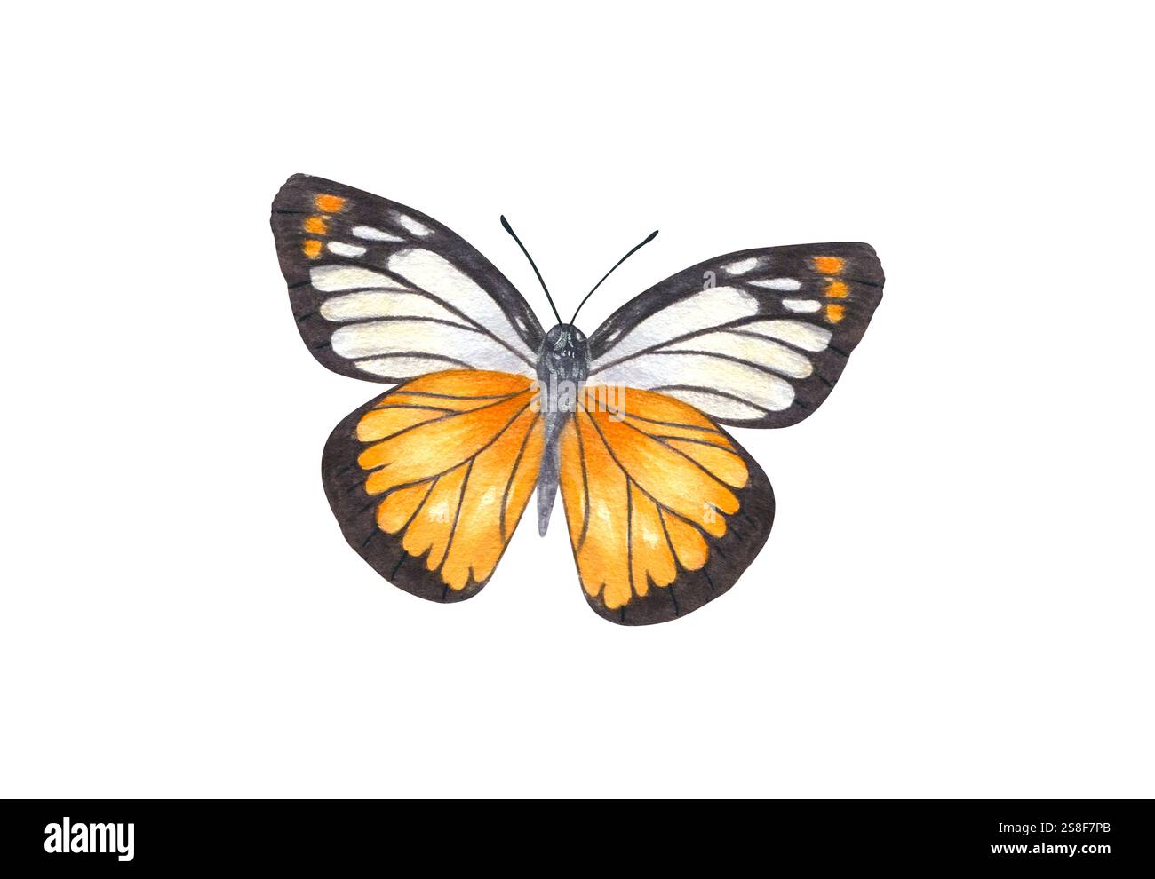 Volant blanc orange noir papillon aquarelle peint à la main illustration. Insecte de mites de soufre flottant d'été dans un style réaliste. Banque D'Images