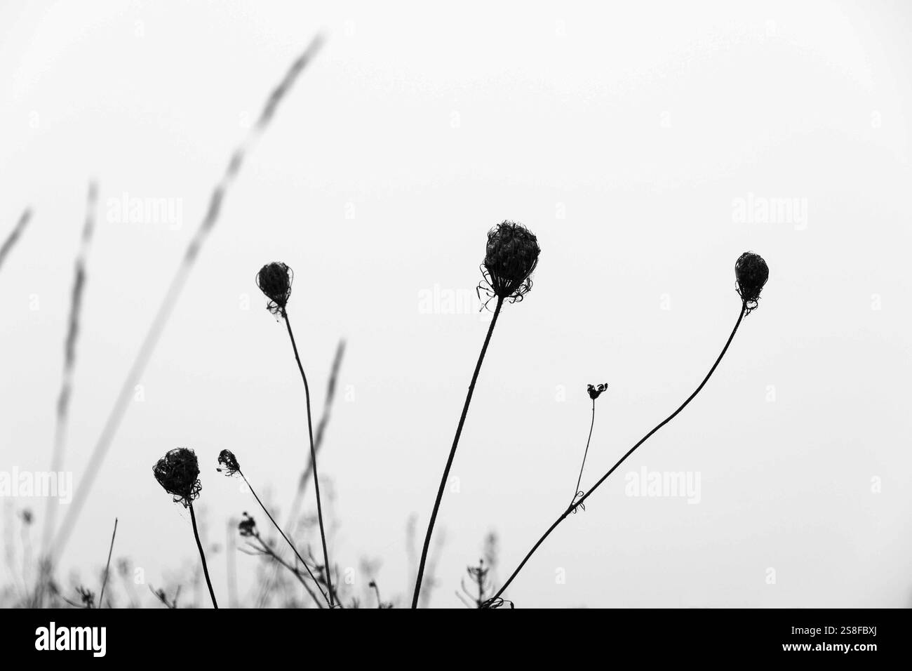 Fleurs séchées silhouettées contre un ciel nuageux lors d'une journée nuageuse dans un cadre naturel tranquille Banque D'Images