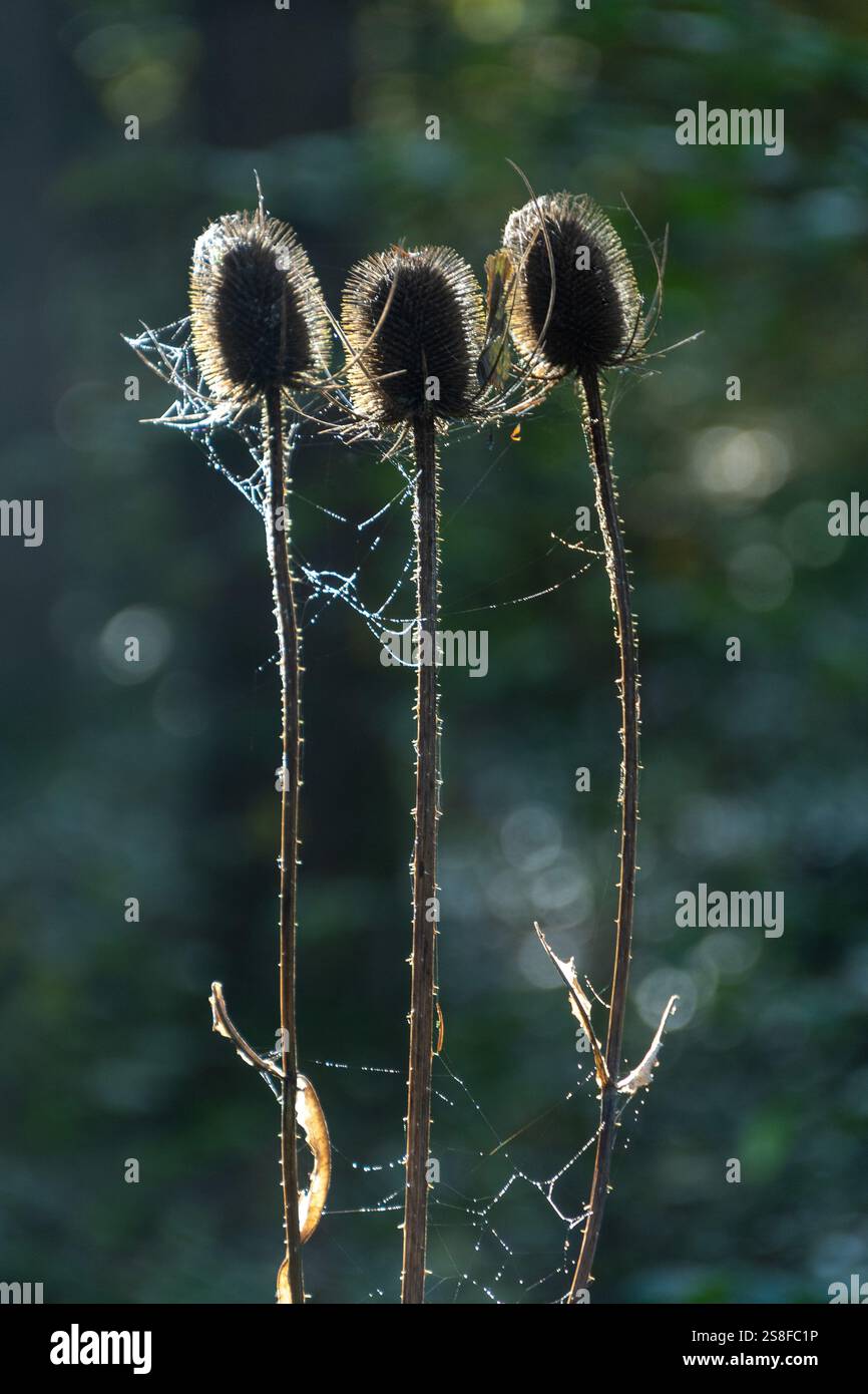 Les chardons ont séché des plantes avec des toiles d'araignée illuminées par la lumière du soleil dans un cadre forestier en fin d'après-midi Banque D'Images