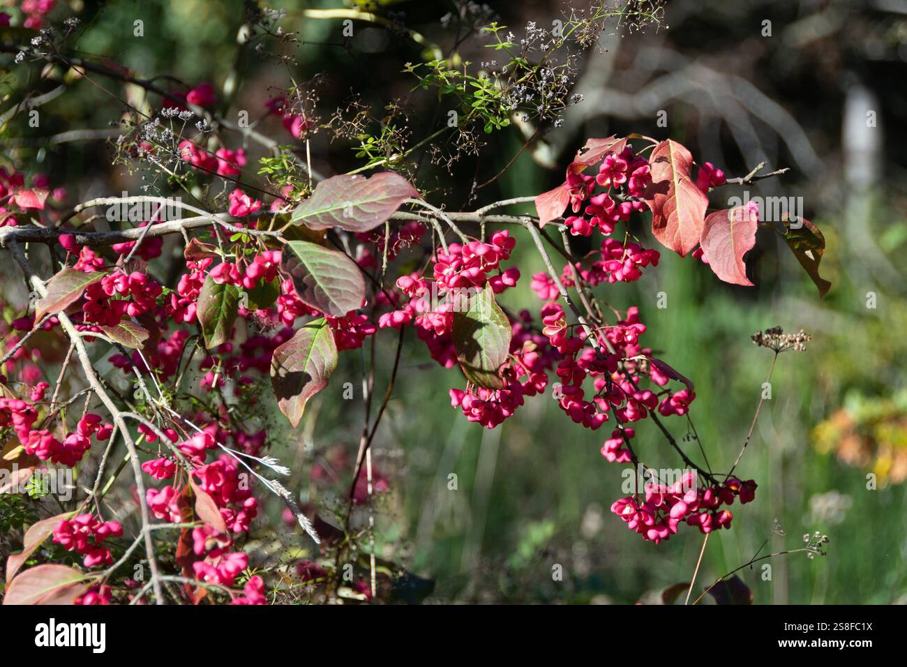 Des grappes vives de fuseau européen (Euonymus europaeus) ornent un buisson dans une forêt luxuriante. Banque D'Images