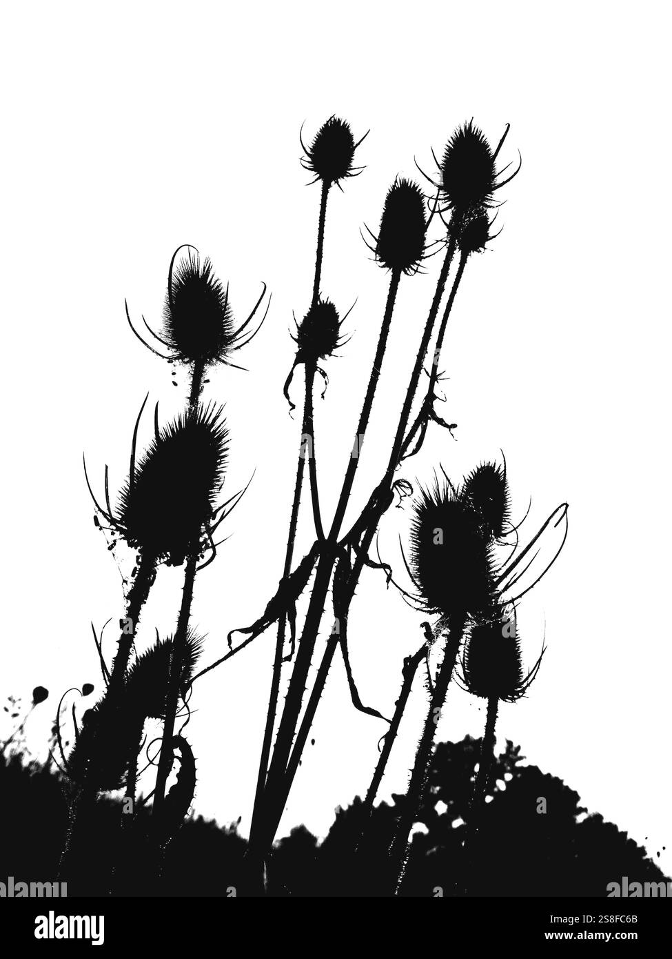 De grandes plantes de chardon se dressent silhouettées contre le ciel éclaircissant. Les détails complexes de leurs pointes et de leurs tiges créent un contraste visuel saisissant Banque D'Images