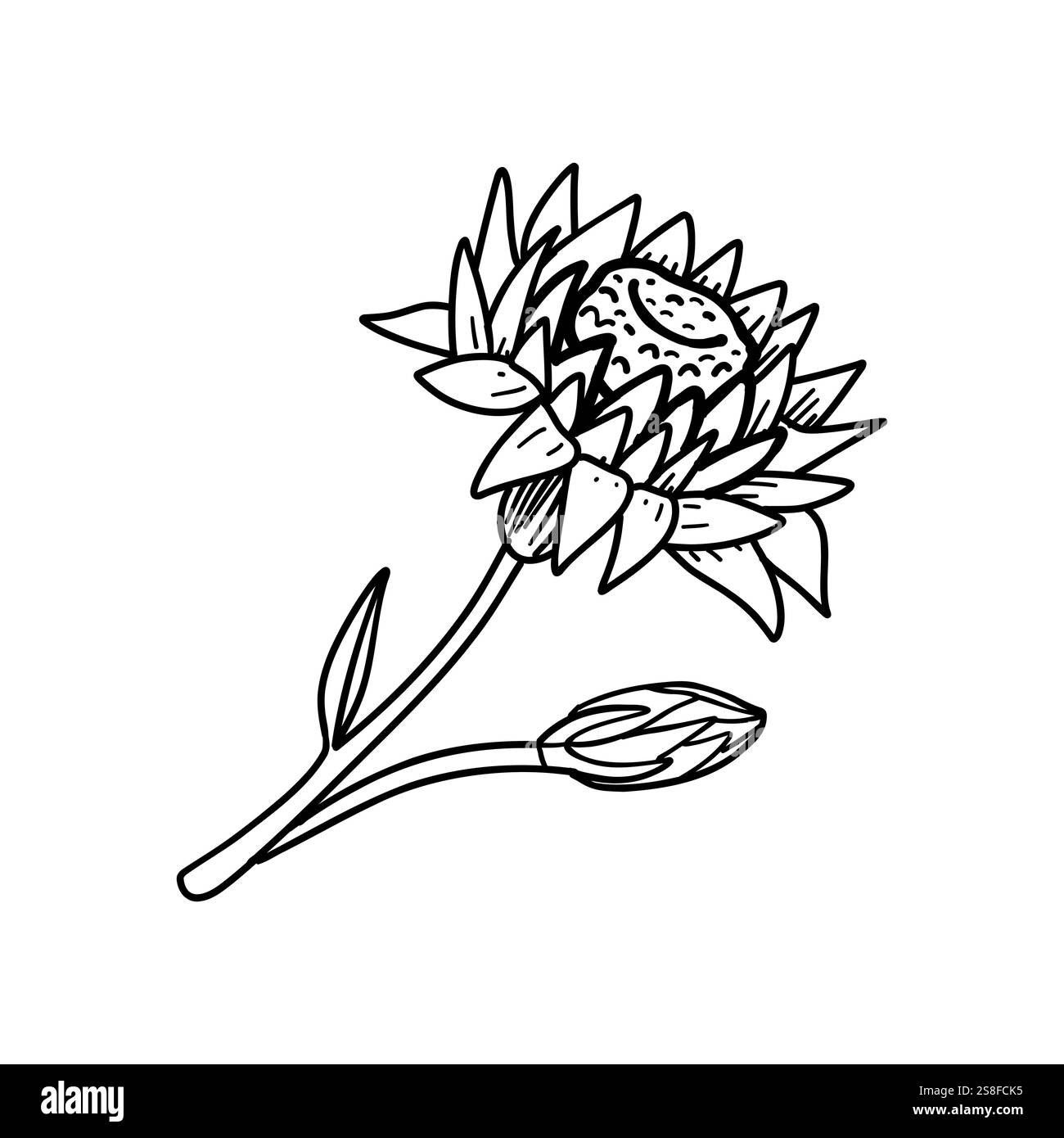 Croquis complexe d'une fleur protéa avec des bourgeons, mettant en valeur un travail au trait détaillé pour des imprimés botaniques et des éléments de conception sophistiqués. Illustration de Vecteur