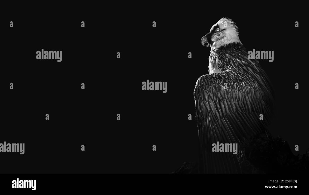 Gros plan de côté d'un vautour barbu perché laissant pendre ses ailes (Gypaetus barbatus) , fond noir mat, humeur sombre, espace de copie, 16:9 Banque D'Images