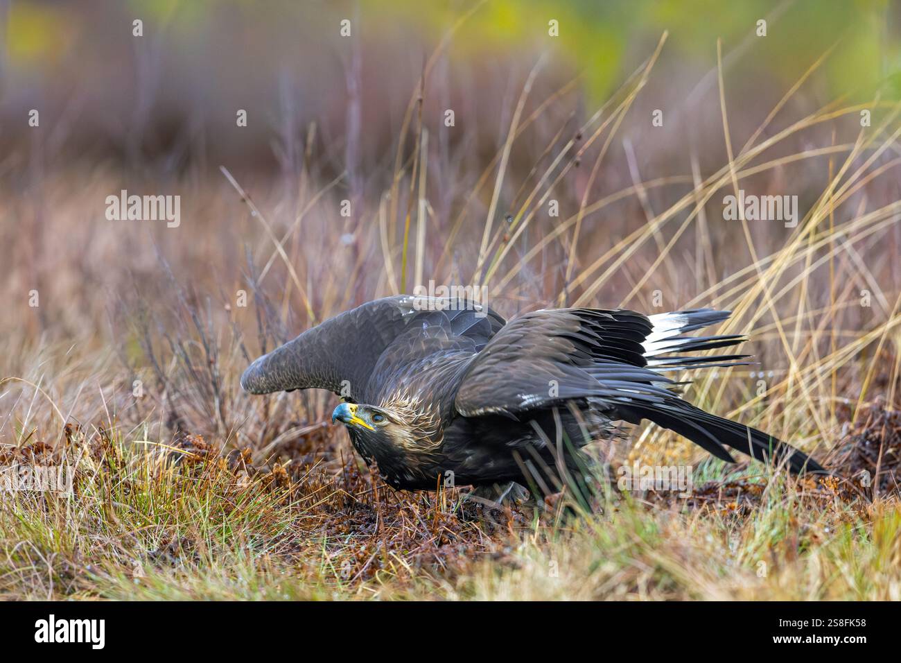 Aigle doré européen (Aquila chrysaetos chrysaetos) juvénile affichant une posture défensive, protégeant les proies des autres oiseaux dans les landes / landes Banque D'Images