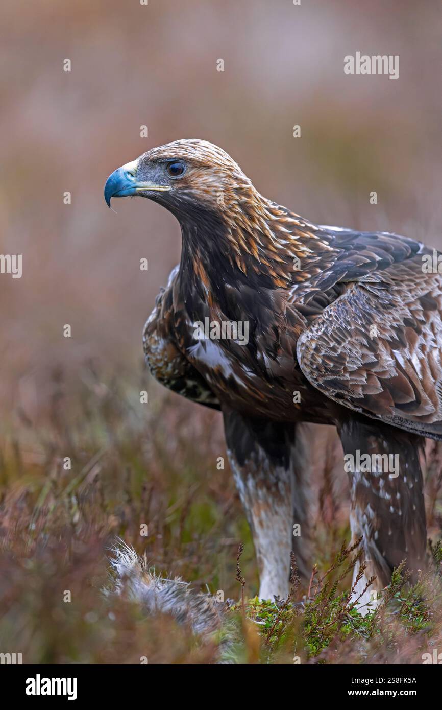 Aigle doré européen (Aquila chrysaetos chrysaetos) gros plan avec proie dans la lande / landes Banque D'Images