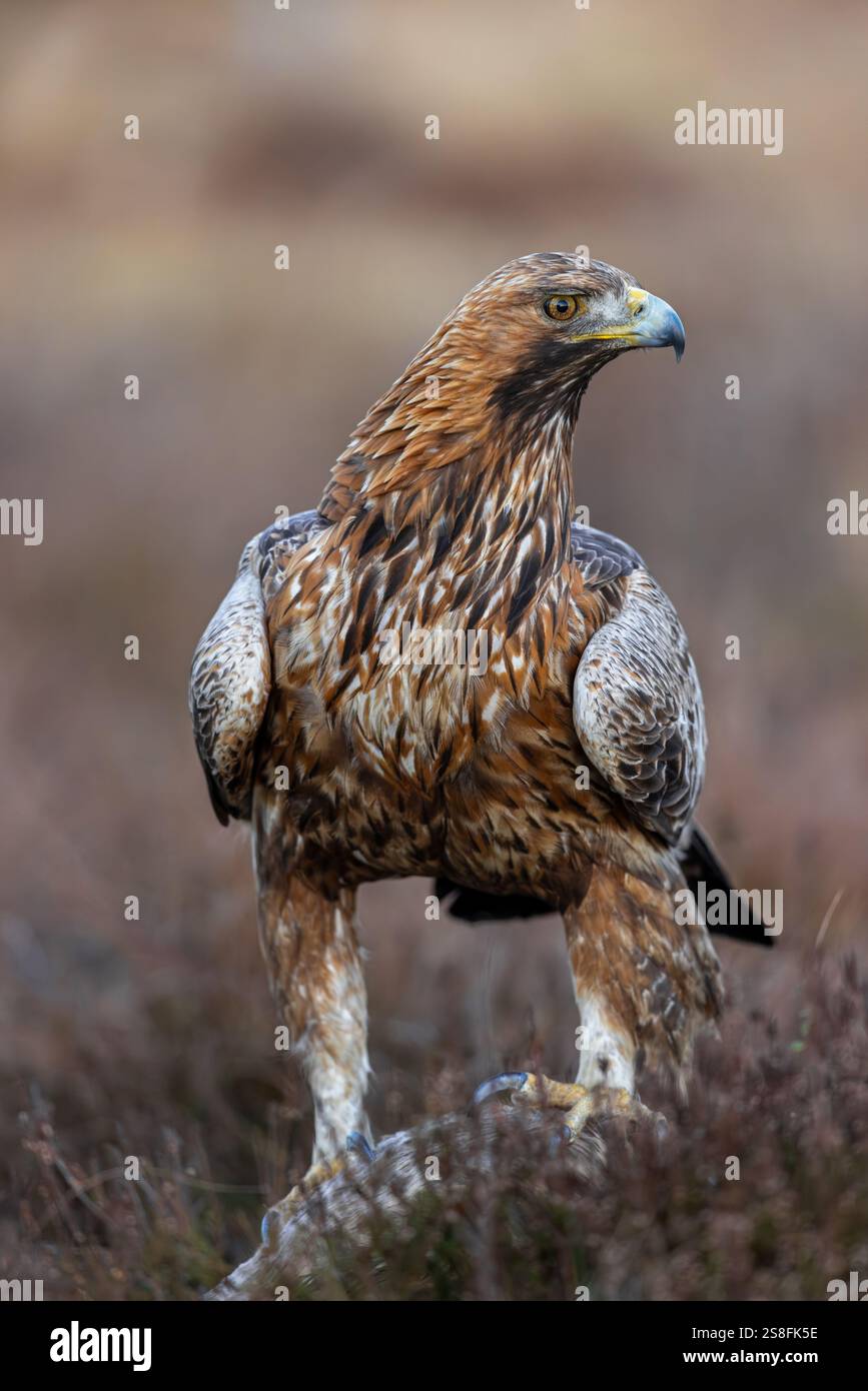 Aigle doré européen (Aquila chrysaetos chrysaetos) gros plan d'un adulte avec proie dans la lande / landes en hiver Banque D'Images
