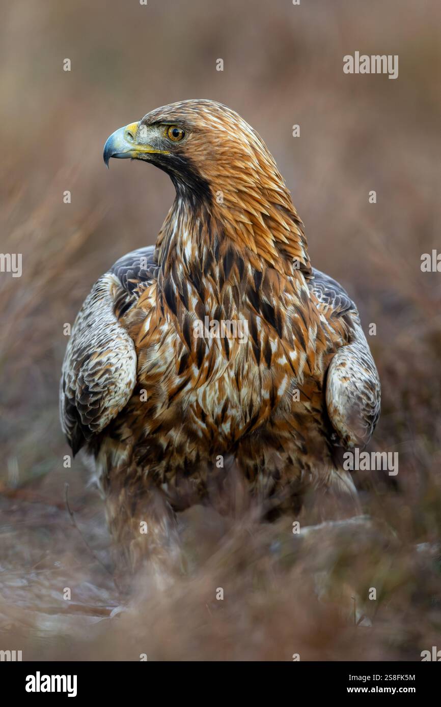 Aigle doré européen (Aquila chrysaetos chrysaetos) gros plan d'un adulte avec proie dans la lande / landes en hiver Banque D'Images