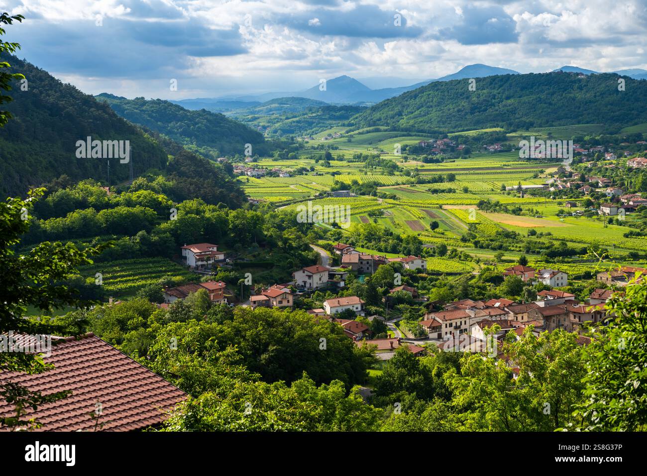 Beaux vignobles et paysage verdoyant dans la vallée de Vipava, Slovénie Banque D'Images