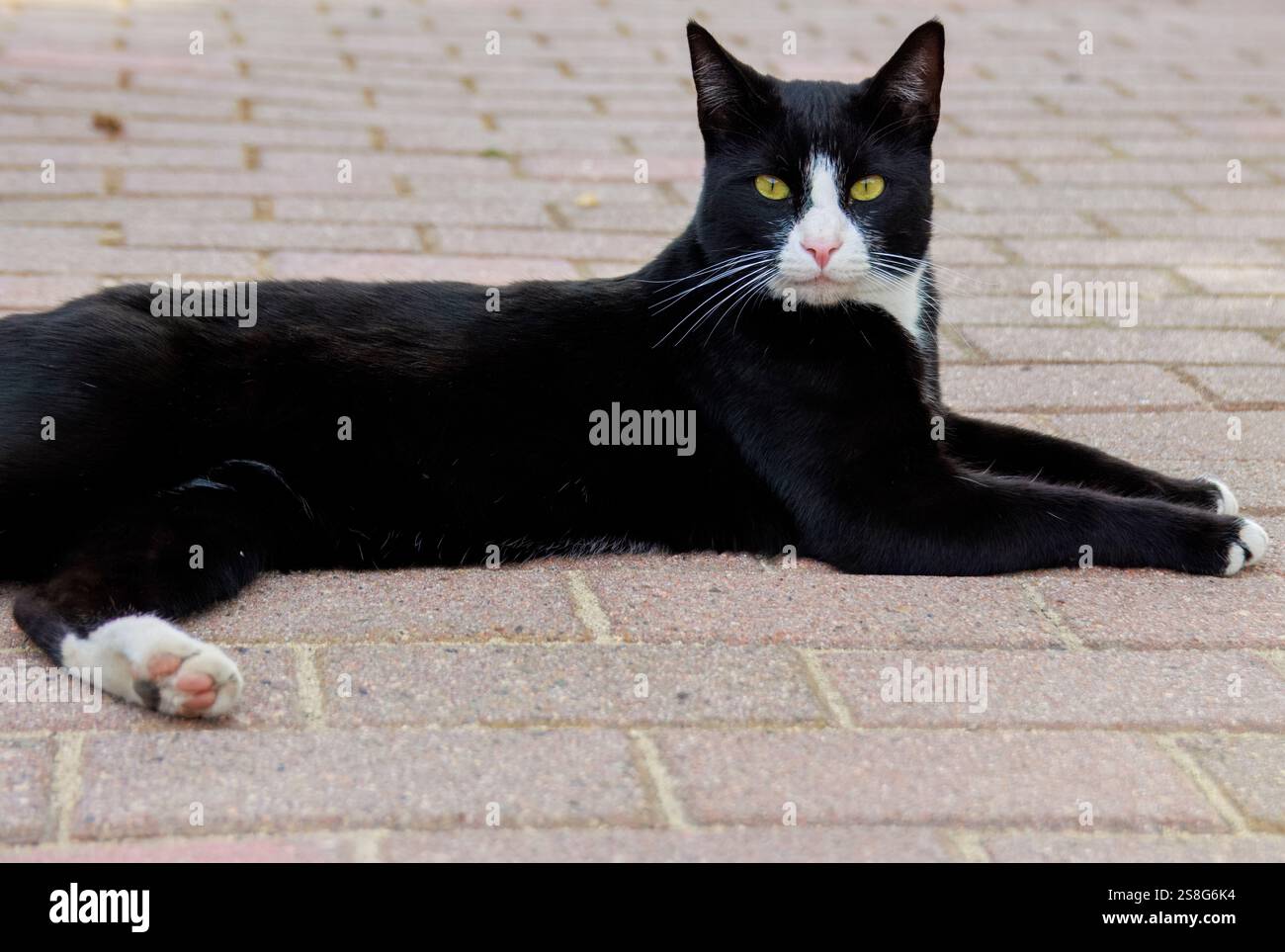 Tuxdeo Cat posant pour une photo Banque D'Images