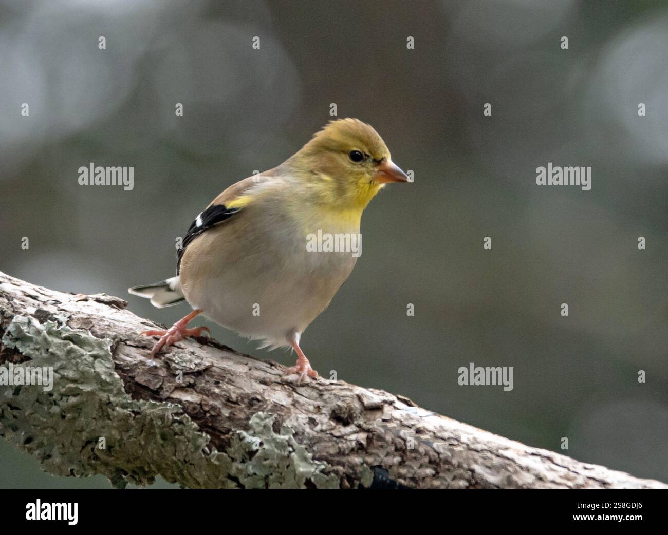 Gros plan d'un goldfinch américain en plumage d'hiver perché sur une branche d'arbre avec fond vert. Banque D'Images