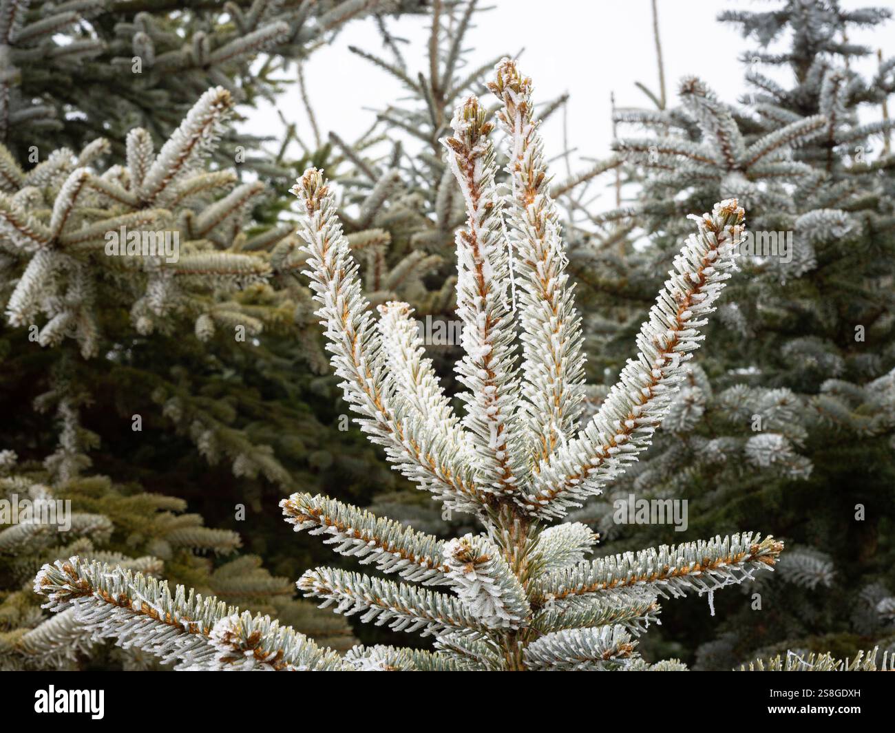 Mûr sur les branches d'un épinette un matin froid d'hiver Banque D'Images