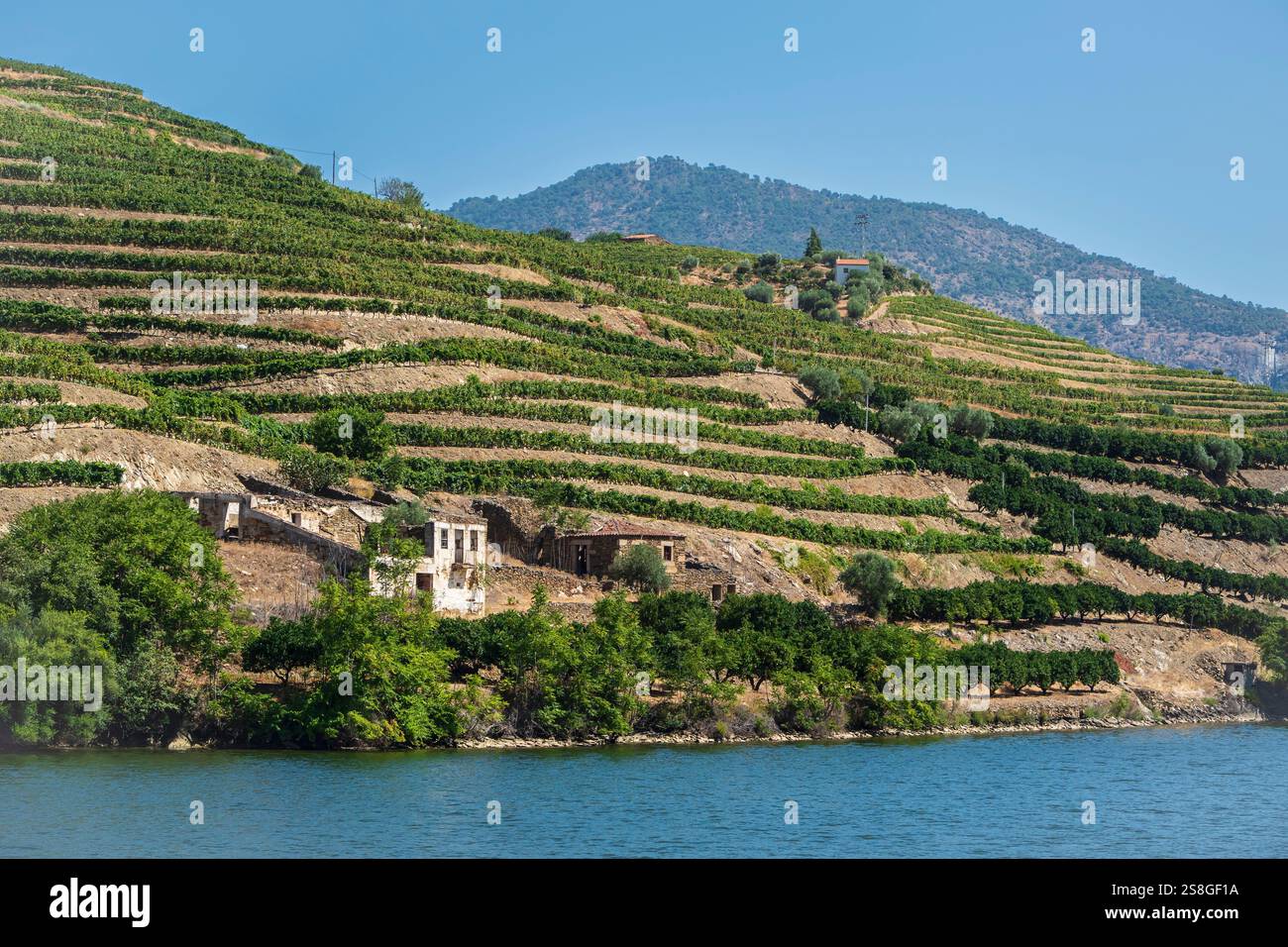Vignobles le long du fleuve Douro, Portugal. Banque D'Images