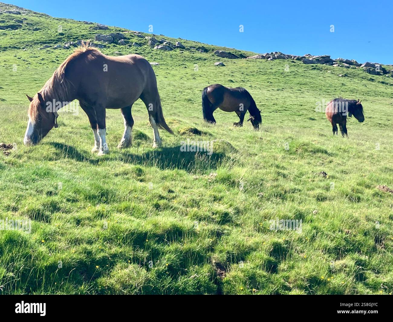 Poneys errant dans les montagnes : Pyrénées, Aquitaine, France - Image de stock capturée avec un smartphone