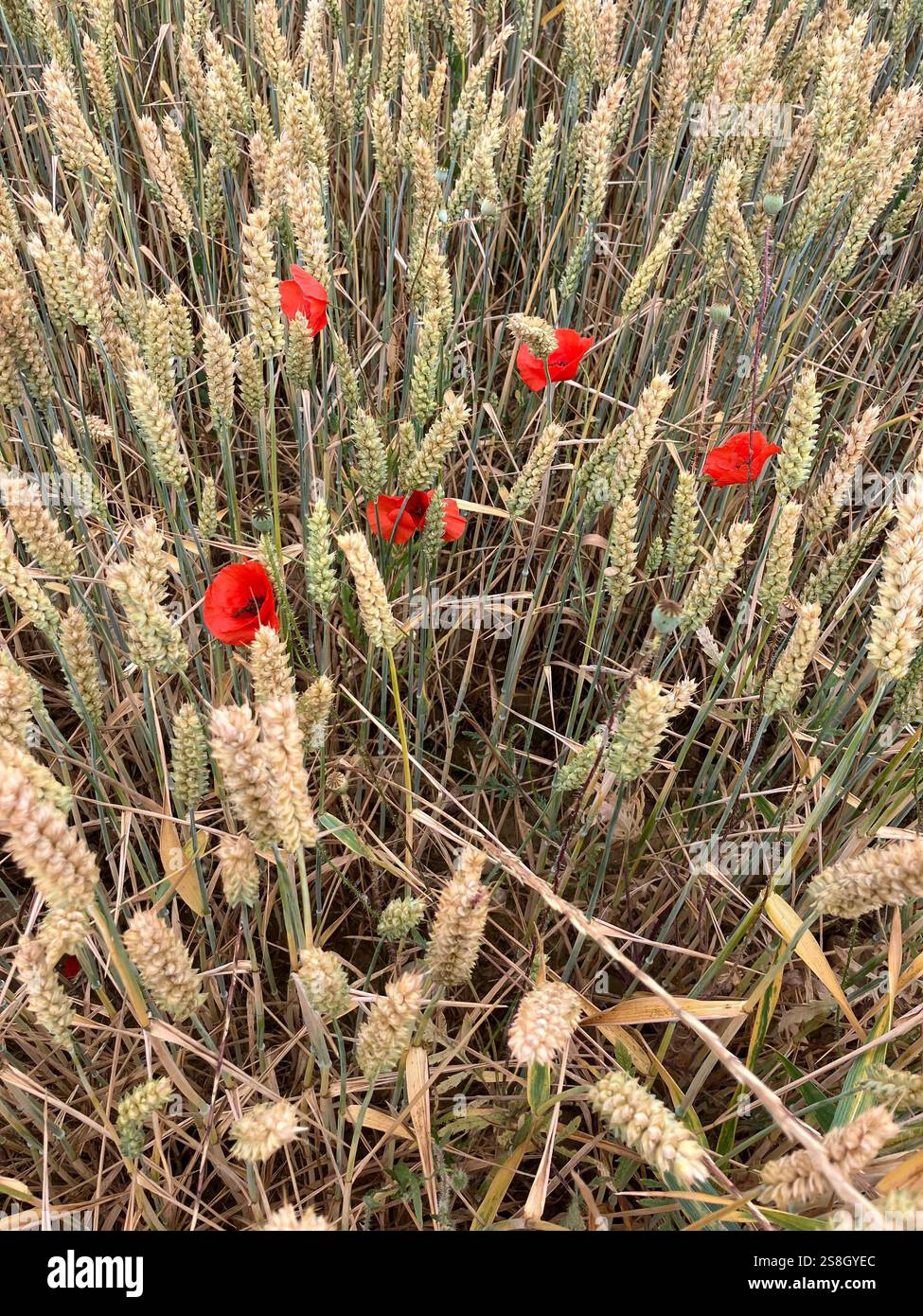 Coquelicots sauvages dans un champ de blé, Navarre, Espagne - Image de stock capturée avec un smartphone