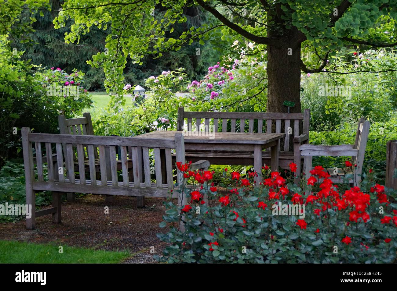 Bancs en bois et une table dans le beau jardin d'été avec beaucoup de verdure luxuriante et de roses rouges (Augsbourg, Allemagne) Banque D'Images