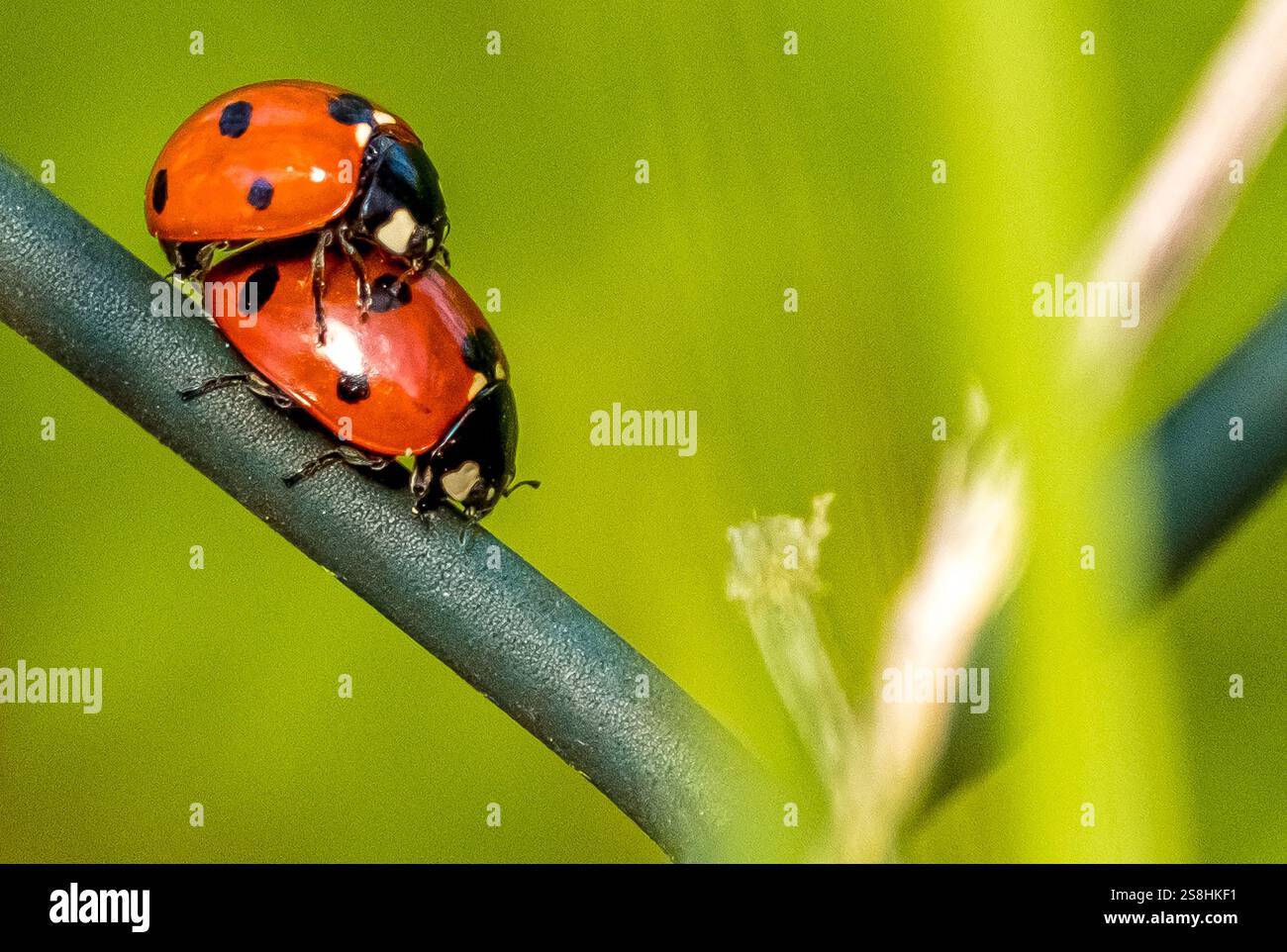 Élevage de deux coccinelles, Villanova Monteleone, Europe, Province de Sassari, Italie Banque D'Images