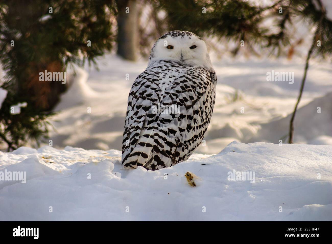 Un hibou blanc est debout dans la neige, regardant la caméra. L'image a une humeur paisible et sereine, comme le hibou est seul dans la neige et il est agréable Banque D'Images