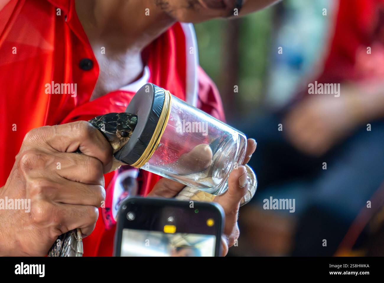 Krabi, thaïlande - 24 décembre 2024 : traite un cobra Banque D'Images