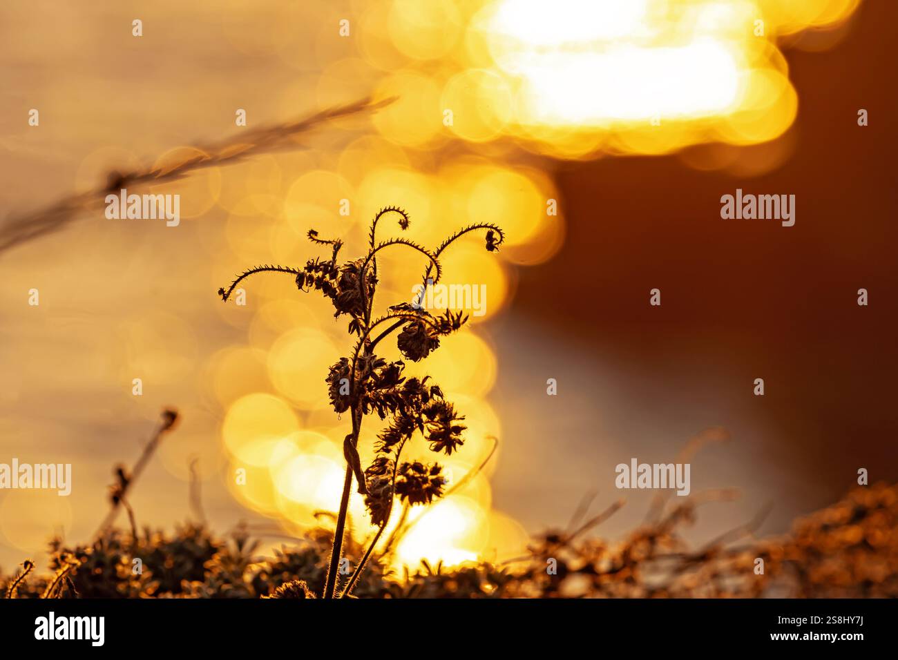 Belle silhouette de fleurs sauvages contre l'eau chatoyante pendant le coucher du soleil dans un paysage serein Banque D'Images