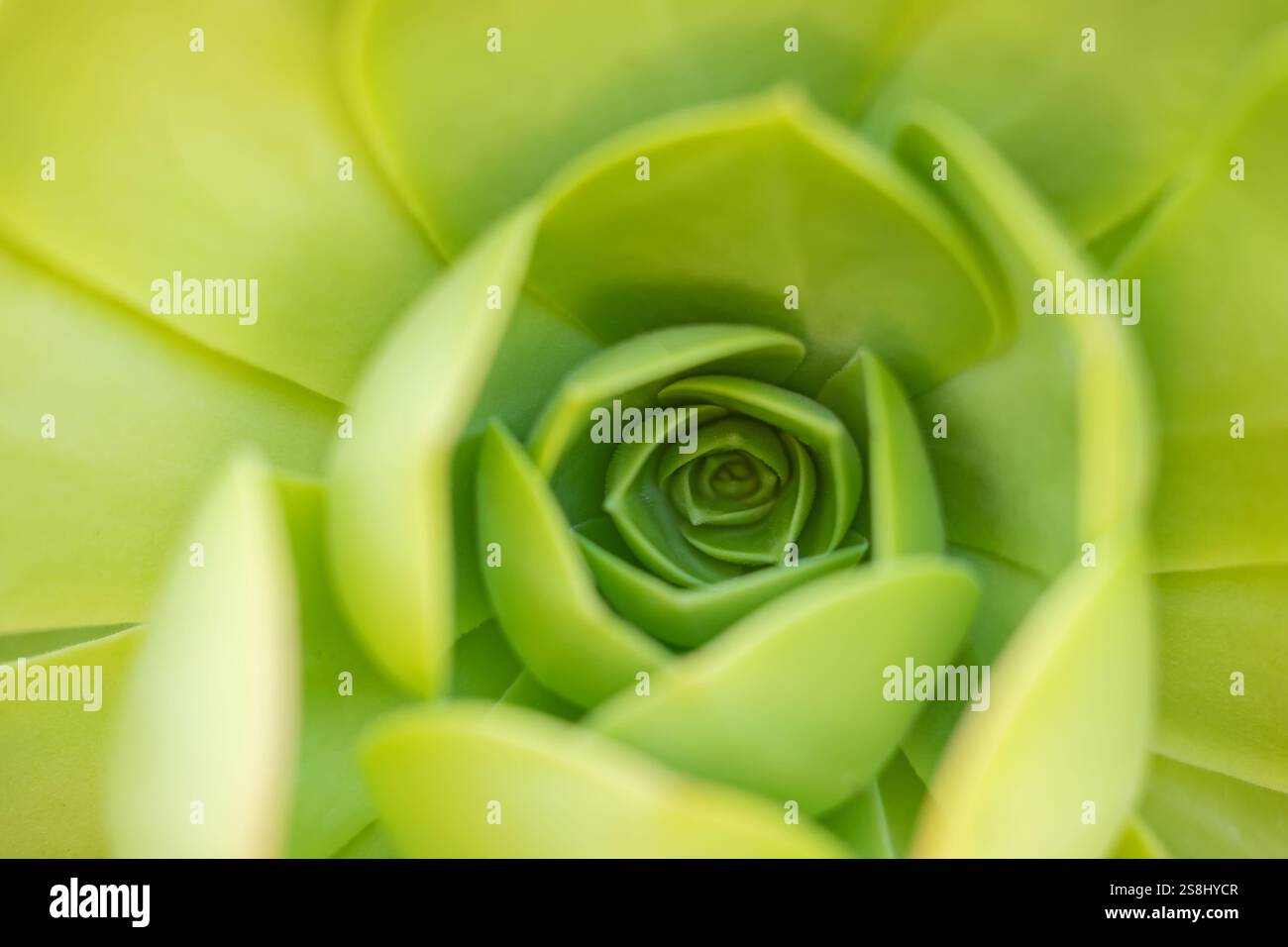 Vue rapprochée d'une plante succulente verte vibrante Banque D'Images