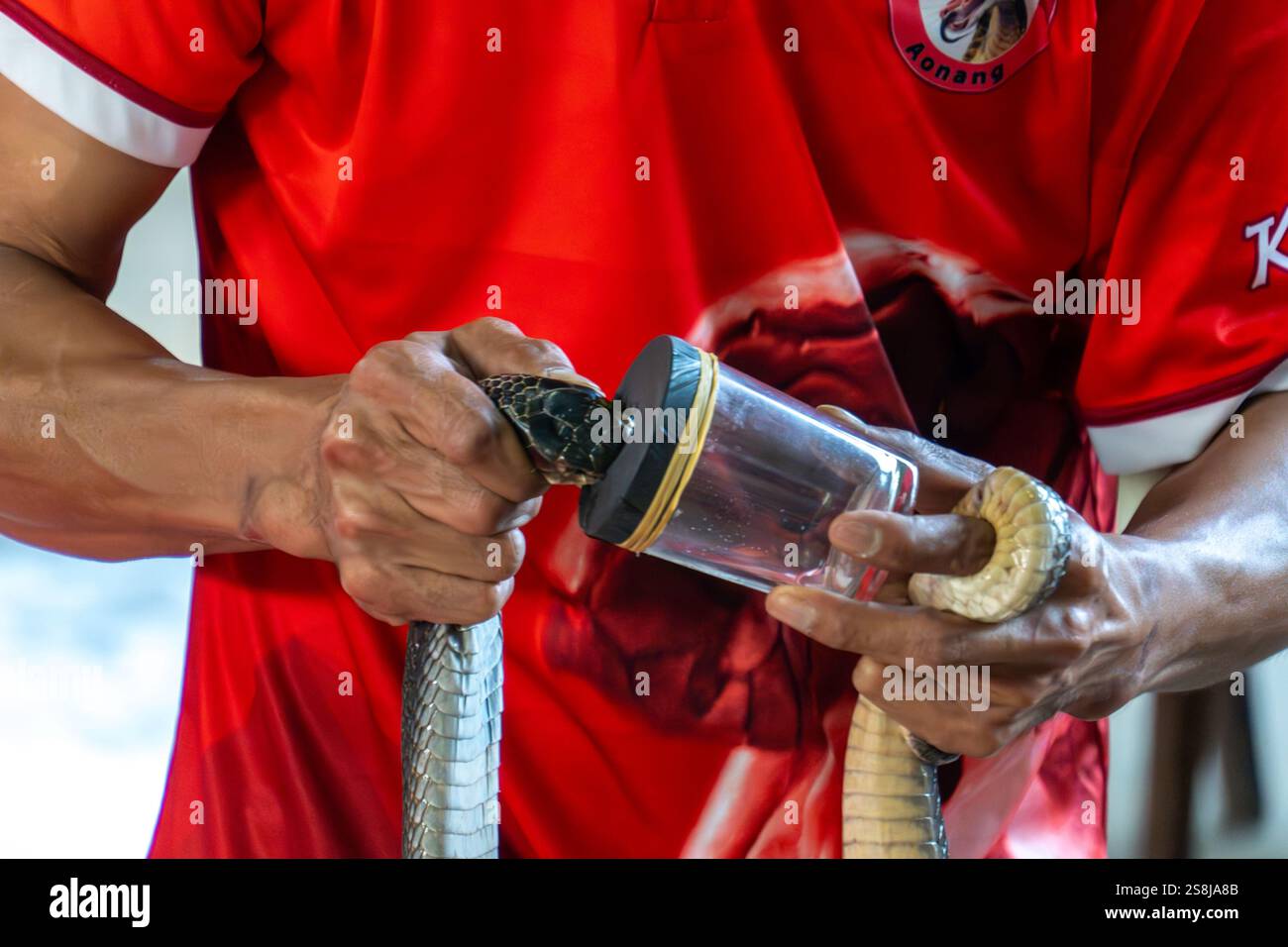 Krabi, thaïlande - 24 décembre 2024 : traite un cobra Banque D'Images