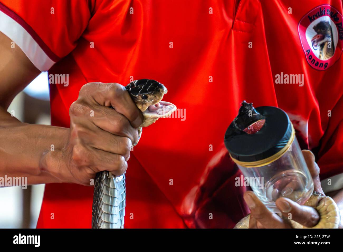 Krabi, thaïlande - 24 décembre 2024 : traite un cobra Banque D'Images