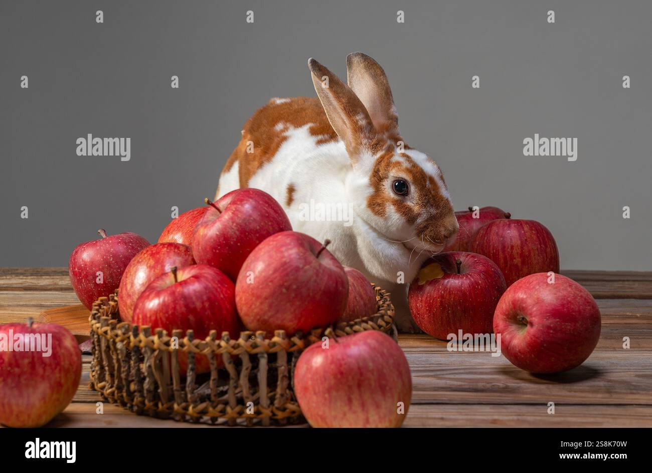 Mini Rex lapin mangeant beaucoup de pommes sur un fond en bois Banque D'Images