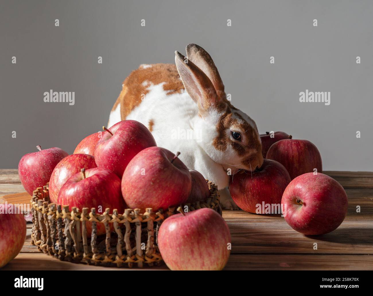 Mini Rex lapin mangeant beaucoup de pommes sur un fond en bois Banque D'Images