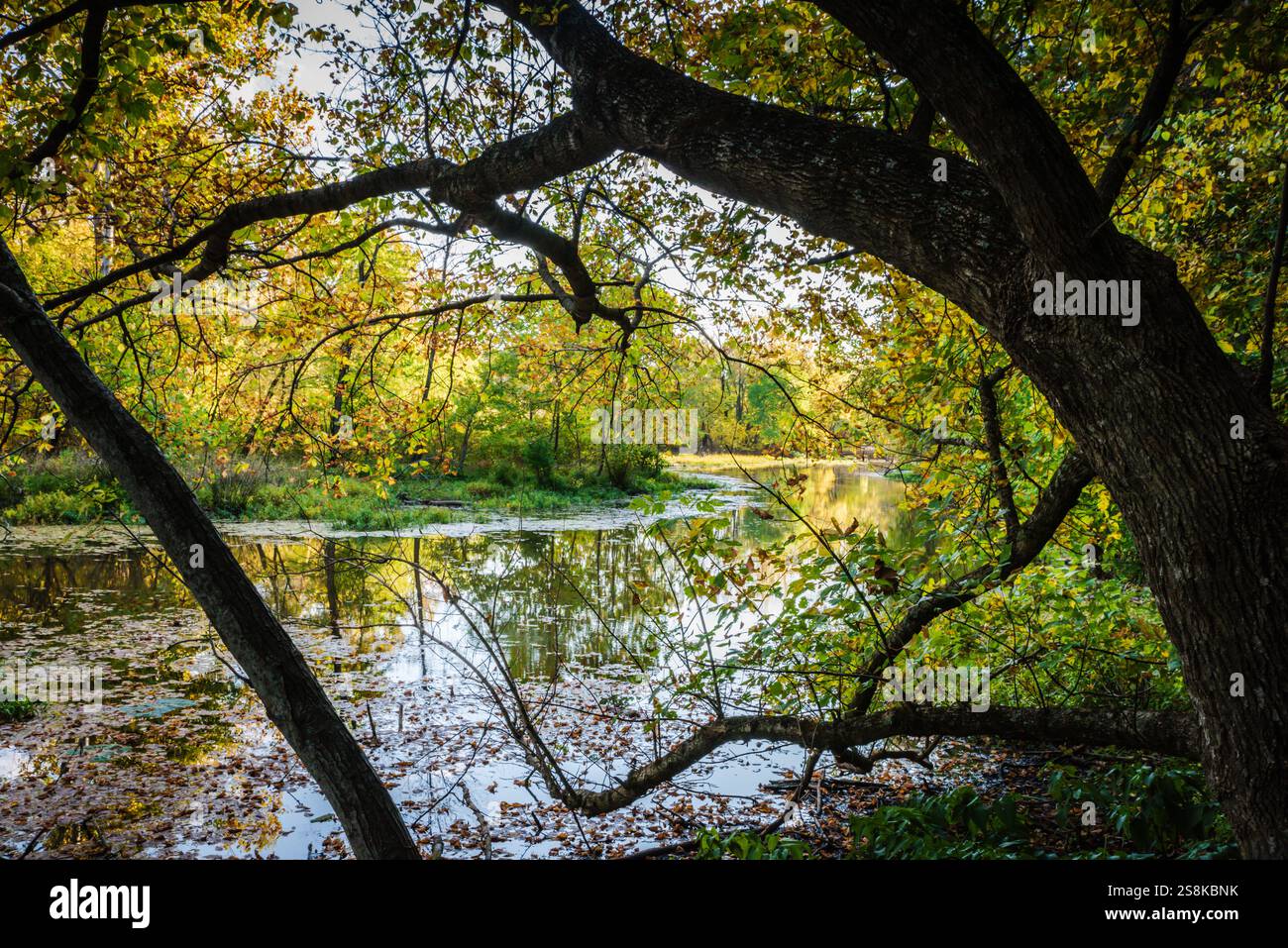 Springfield, MO États-Unis - 10 octobre 2020 : le sentier Boardwalk du Springfield conservation nature Center est une boucle de 2,1 dans la forêt. Banque D'Images