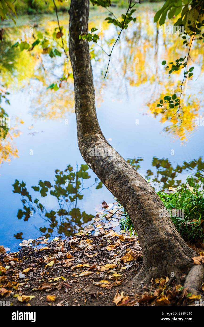 Springfield, MO États-Unis - 10 octobre 2020 : le sentier Boardwalk du Springfield conservation nature Center est une boucle de 2,1 dans la forêt. Banque D'Images