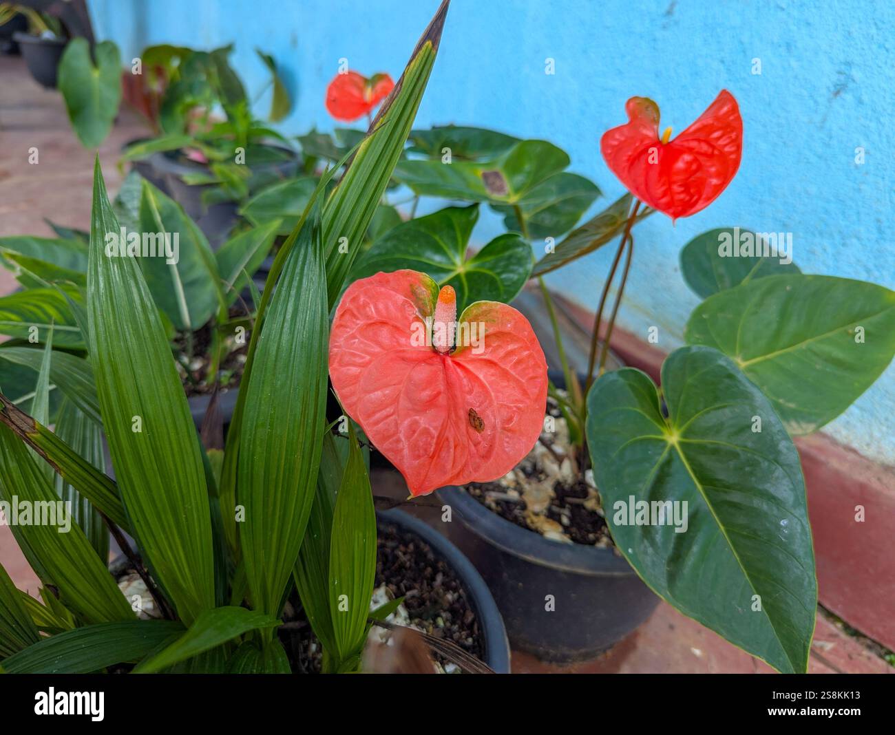 Fleur d'Anthurium rouge - Image de stock capturée avec un smartphone